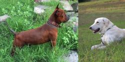 Chinese Chongqing Dog vs Akbash Dog - Breed Comparison
