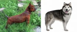 Chinese Chongqing Dog vs Alaskan Malamute - Breed Comparison
