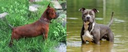 Chinese Chongqing Dog vs American Staffordshire Terrier - Breed Comparison