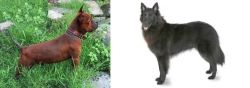 Chinese Chongqing Dog vs Belgian Shepherd - Breed Comparison