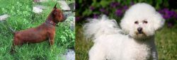 Chinese Chongqing Dog vs Bichon Frise - Breed Comparison