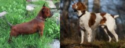 Chinese Chongqing Dog vs Brittany - Breed Comparison