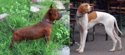 Chinese Chongqing Dog vs English Pointer - Breed Comparison