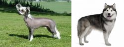 Chinese Crested Dog vs Alaskan Malamute - Breed Comparison
