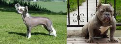 Chinese Crested Dog vs American Bully - Breed Comparison