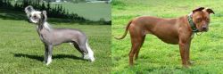 Chinese Crested Dog vs American Pit Bull Terrier - Breed Comparison