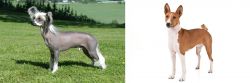 Chinese Crested Dog vs Basenji - Breed Comparison