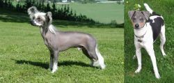 Chinese Crested Dog vs Brazilian Terrier - Breed Comparison