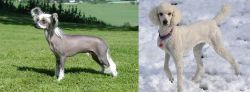 Chinese Crested Dog vs Poodle - Breed Comparison