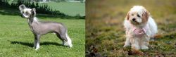 Chinese Crested Dog vs West Highland White Terrier - Breed Comparison