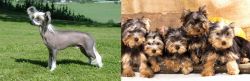 Chinese Crested Dog vs Yorkshire Terrier - Breed Comparison