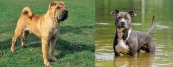 Chinese Shar Pei vs American Staffordshire Terrier - Breed Comparison