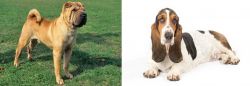 Chinese Shar Pei vs Basset Hound - Breed Comparison