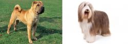 Chinese Shar Pei vs Bearded Collie - Breed Comparison