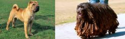 Chinese Shar Pei vs Bergamasco - Breed Comparison