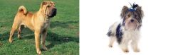 Chinese Shar Pei vs Biewer - Breed Comparison