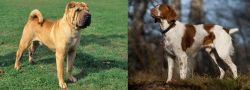 Chinese Shar Pei vs Brittany - Breed Comparison