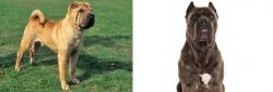 Chinese Shar Pei vs Cane Corso - Breed Comparison