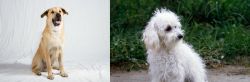 Chinook vs Bolognese - Breed Comparison