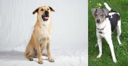 Chinook vs Brazilian Terrier - Breed Comparison