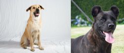 Chinook vs Cao Fila de Sao Miguel - Breed Comparison
