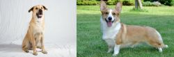 Chinook vs Cardigan Welsh Corgi - Breed Comparison