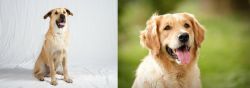 Chinook vs Golden Retriever - Breed Comparison