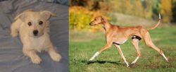 Chipoo vs Azawakh - Breed Comparison
