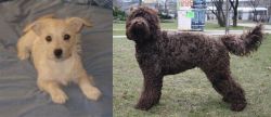 Chipoo vs Barbet - Breed Comparison