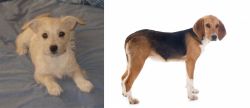 Chipoo vs Beagle-Harrier - Breed Comparison