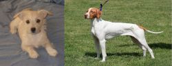 Chipoo vs Braque Saint-Germain - Breed Comparison