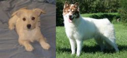 Chipoo vs Canadian Eskimo Dog - Breed Comparison