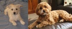 Chipoo vs Cavapoo - Breed Comparison
