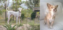 Chippiparai vs Alopekis - Breed Comparison