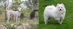 Chippiparai vs American Eskimo Dog - Breed Comparison