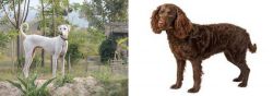 Chippiparai vs American Water Spaniel - Breed Comparison