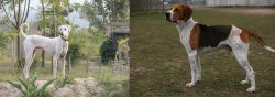 Chippiparai vs Anglo-Francais de Petite Venerie - Breed Comparison
