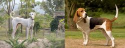 Chippiparai vs Artois Hound - Breed Comparison