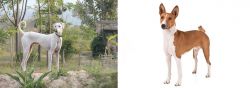 Chippiparai vs Basenji - Breed Comparison