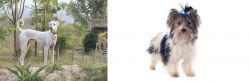 Chippiparai vs Biewer - Breed Comparison