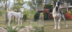 Chippiparai vs Bully Kutta - Breed Comparison