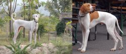 Chippiparai vs English Pointer - Breed Comparison