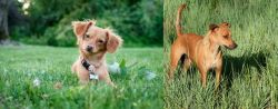 Chiweenie vs Africanis - Breed Comparison