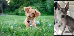Chiweenie vs American Hairless Terrier - Breed Comparison