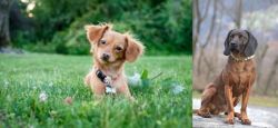 Chiweenie vs Bavarian Mountain Hound - Breed Comparison
