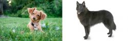 Chiweenie vs Belgian Shepherd - Breed Comparison