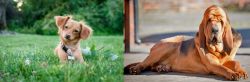 Chiweenie vs Bloodhound - Breed Comparison