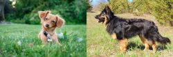 Chiweenie vs Bohemian Shepherd - Breed Comparison