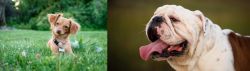 Chiweenie vs English Bulldog - Breed Comparison