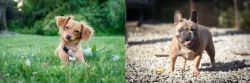 Chiweenie vs French Bulldog - Breed Comparison